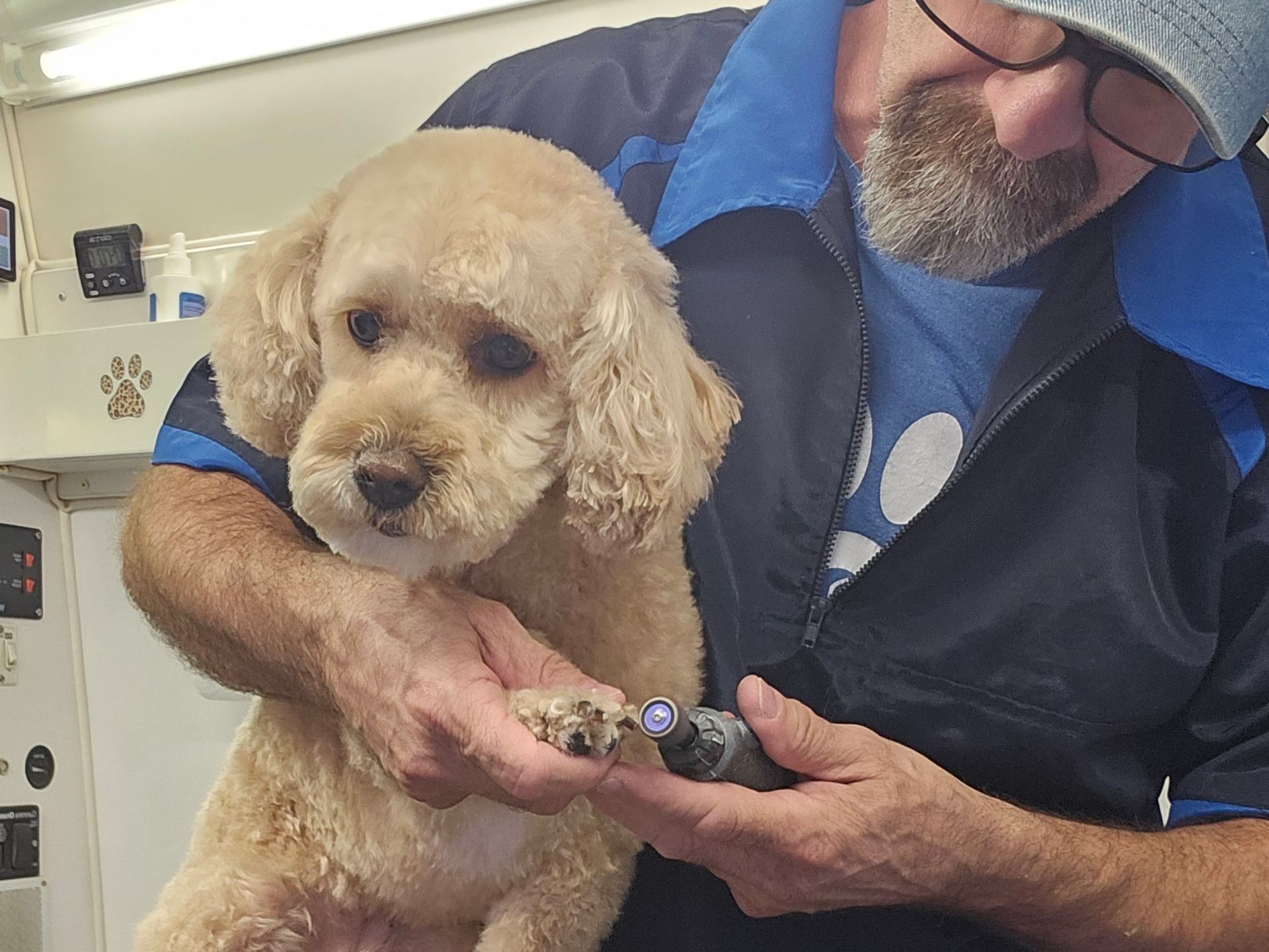 Groomer trimming a small dog's nails with an electric nail grinder in a grooming salon.