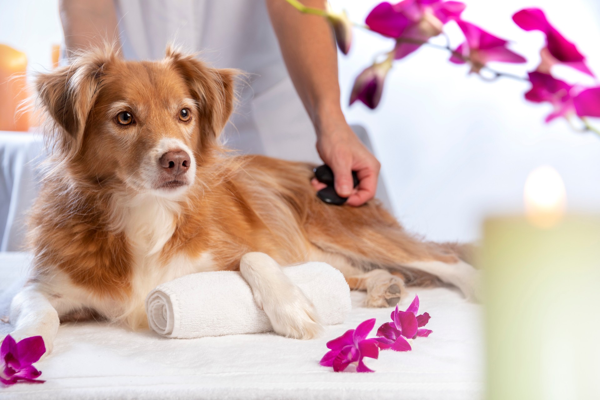 Hot Stone Massage for Dogs